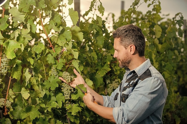 Enólogo con tijeras de jardín granjero corte vid viñador cortando racimo de uvas