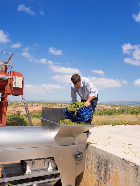 Enólogo de uvas de vino chardonnay en destemmer