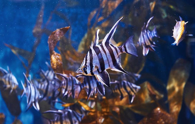 Enoplosus armatus Vista subaquática de perto de peixes tropicais Vida no oceano