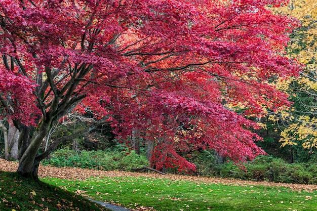 Enorme árbol de otoño con hojas de ren en el parque