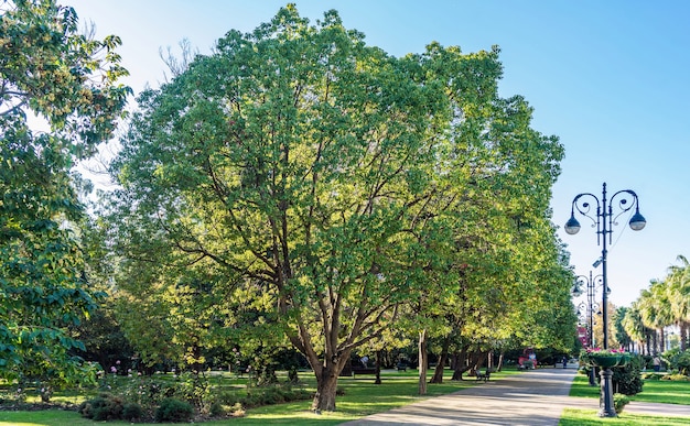 Enorme árbol solo en el centro de Sochi en un día soleado. Rusia.