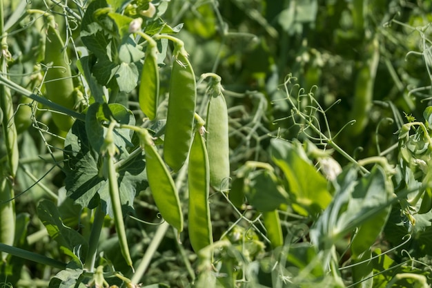 Enorme campo de ervilhas verdes