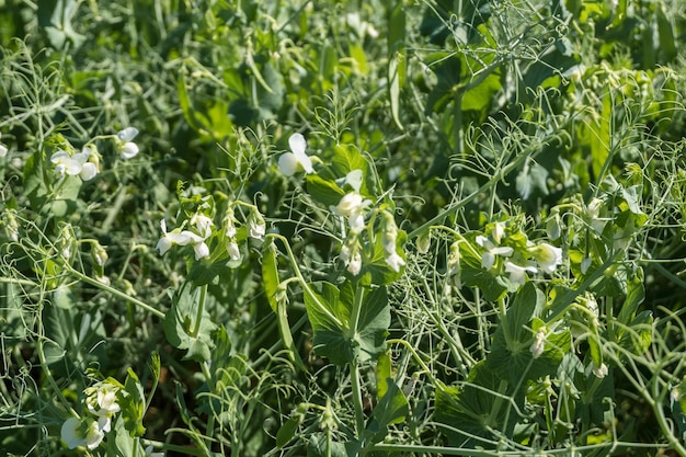 Enorme campo de ervilhas verdes