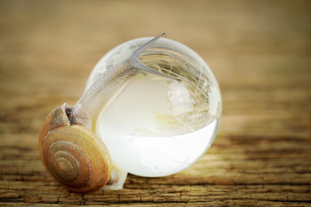 Enorme caracol com globo de cristal simulado