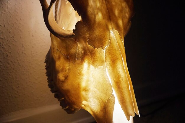 Enorme crânio de touro transformado em lâmpada