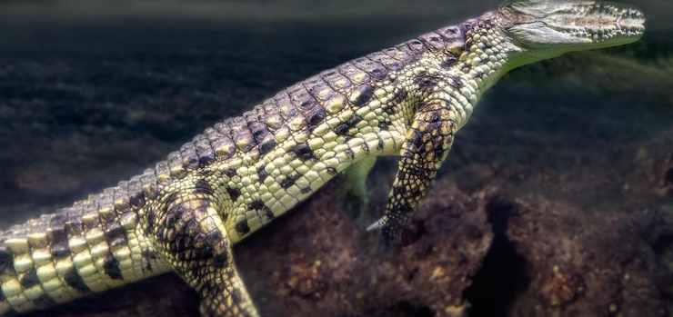 Foto enorme crocodilo subaquático descansando calmamente com a cabeça acima da água e refletido na superfície