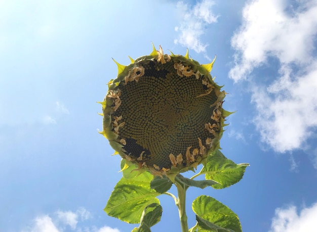 Enorme girasol en plena floración frente al cielo azul De tal aceite de girasol exprimido han hecho Girasol grande con semillas negras maduras