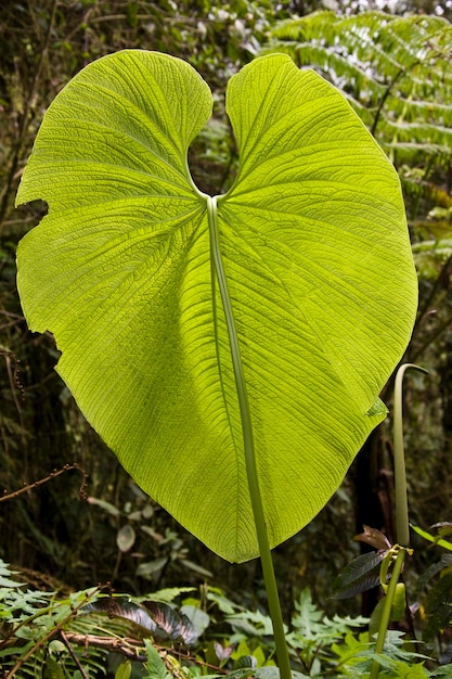 Enorme hoja Mindo Bosque Nuboso Ecuador