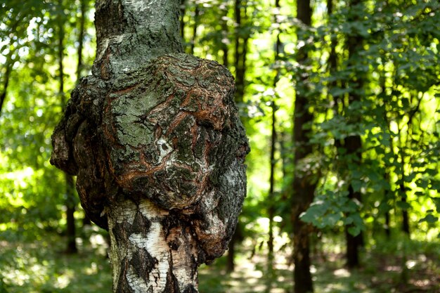 Enorme hongo chaga de abedul que crece en el tronco de abedul utilizado para curar el té en la medicina popular