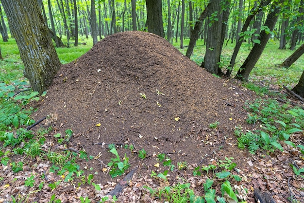 Un enorme hormiguero en el bosque. Samarskaya Luka. Rusia