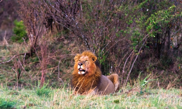 Un enorme león en la sabana.