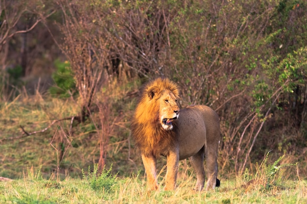 Un enorme león en la sabana.