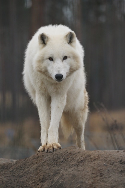 Enorme lobo ártico macho muy de cerca