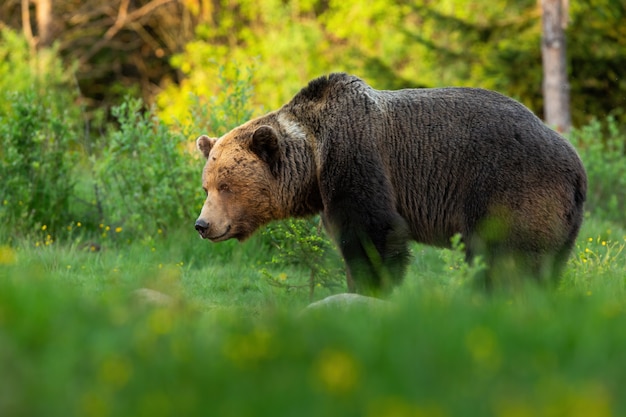 Enorme macho oso marrón mirando a un lado en el prado verde de verano al atardecer.