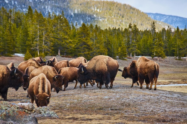 Enorme manada de bisontes en las montañas de Yellowstone