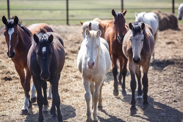 Enorme manada de caballos en el campo Símbolo de raza de caballo de tiro bielorruso de libertad e independencia