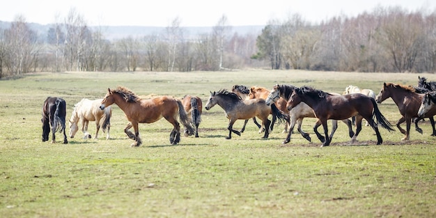 Enorme manada de caballos en el campo Símbolo de raza de caballo de tiro bielorruso de libertad e independencia