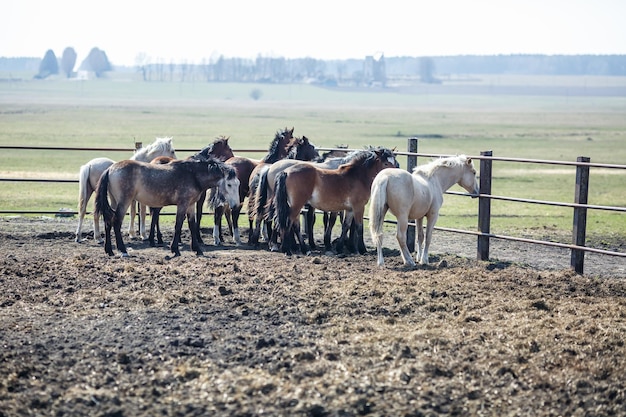 Enorme manada de caballos en el campo Símbolo de raza de caballo de tiro bielorruso de libertad e independencia