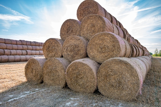 Enorme montón de paja de pacas de rollo de heno entre lechos de ganado de campo cosechado