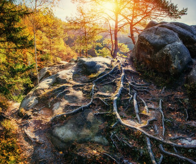 Enorme piedra en la zona del bosque, al sol.