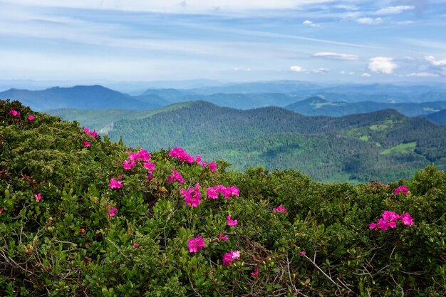 Un enorme prado de rododendros florece en la fuerza de las montañas de los Cárpatos ucranianos