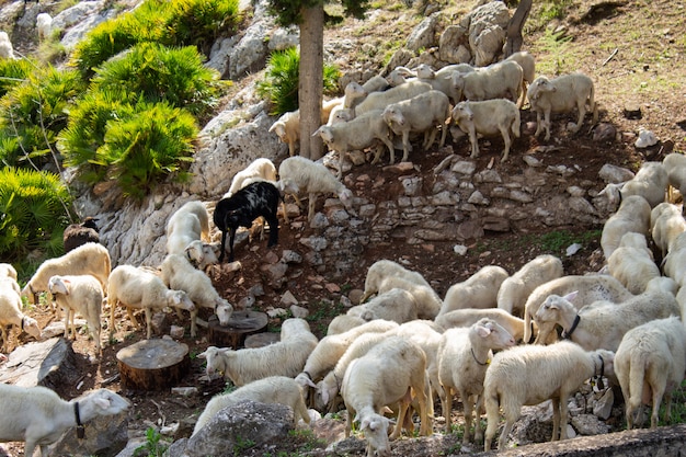 Enorme rebaño de ovejas y cabras.