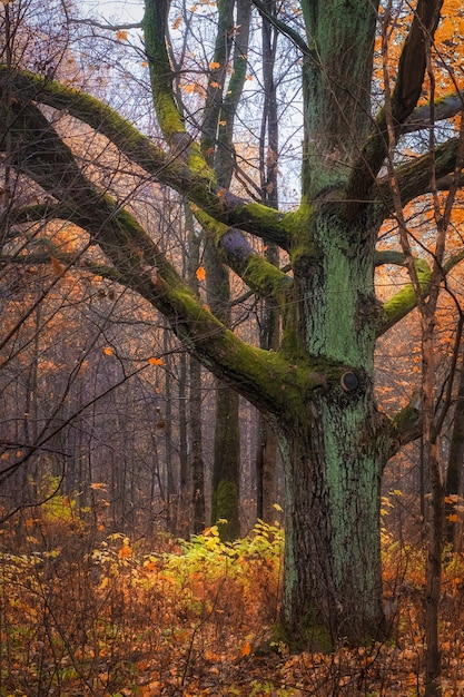 Enorme roble viejo cubierto de musgo con bosque de otoño