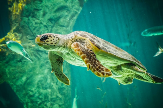 enorme tortuga nadando bajo el mar