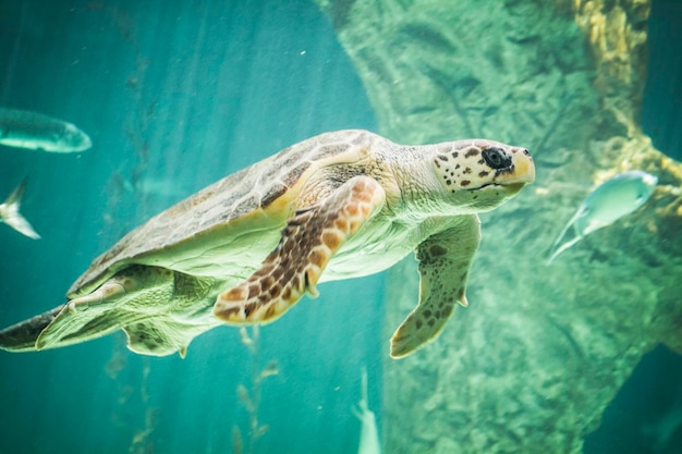 enorme tortuga nadando bajo el mar