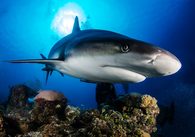 Enorme tubarão branco no oceano azul nadando debaixo d'água