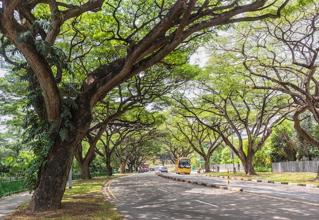 Enormes árboles en las calles