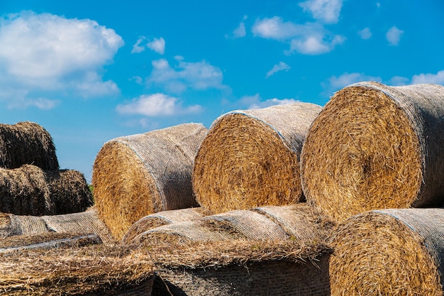 Enormes balas de heno y cielo azul con nubes Balas de heno para alimentar ganado en invierno Procesos agrícolas