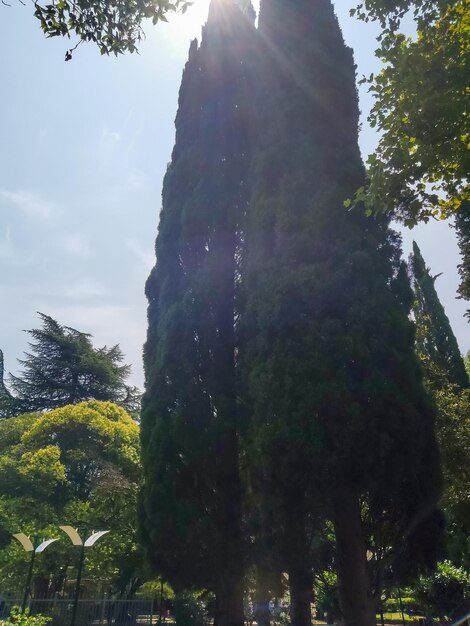 Enormes cipreses que se extienden hacia el cielo despejado en el parque de la ciudad