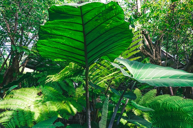 Enormes folhas verdes de várias plantas tropicais Fundo da natureza da floresta tropical