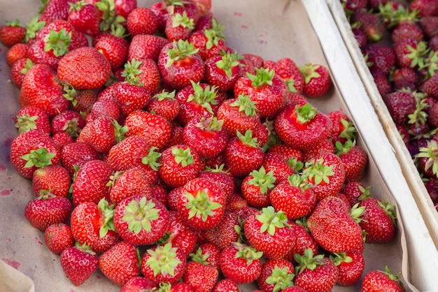 Enormes fresas maduras jugosas rojas en el mercado de la cosecha de la ciudad en la dacha