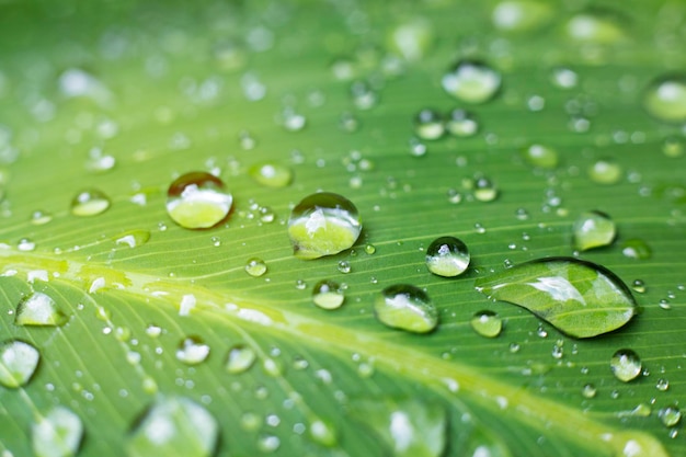 Enormes gotas na folha após a chuva Fundo natural