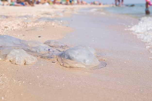 Enormes medusas en una playa de arena Invasión de medusas