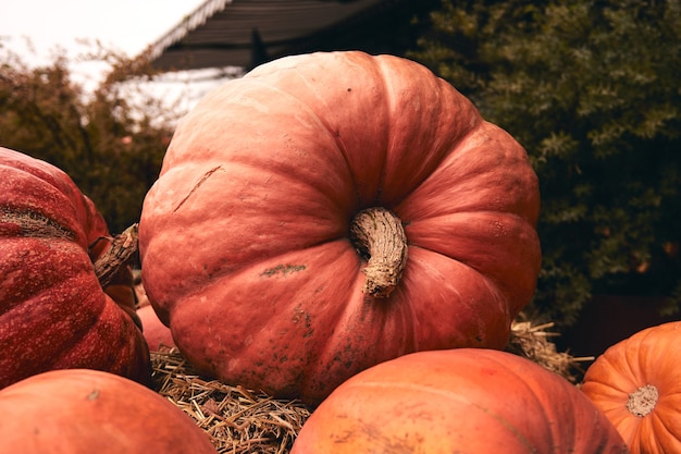 Enormes y mini calabazas decorativas en el mercado agrícola se encuentra en gavillas de heno. Temporada de vacaciones de Acción de Gracias y decoración de Halloween.