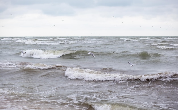 Enormes ondas furiosas no mar e gaivotas no spray das ondas Os pássaros voam sobre as ondas