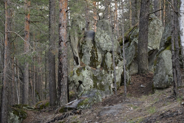 Enormes piedras en un bosque de pinos de primavera aldea Skripino Ulyanovsk Rusia la piedra en el bosque Skrzypinski Kuchury