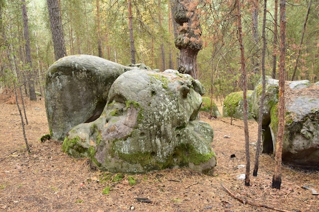 Enormes piedras en un bosque de pinos de primavera aldea Skripino Ulyanovsk Rusia la piedra en el bosque Skrzypinski Kuchury