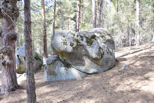 Enormes piedras en un bosque de pinos de primavera aldea Skripino Ulyanovsk Rusia la piedra en el bosque Skrzypinski Kuchury