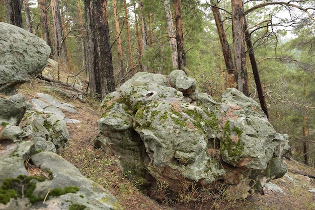 Enormes piedras en un bosque de pinos de primavera aldea Skripino Ulyanovsk Rusia la piedra en el bosque Skrzypinski Kuchury