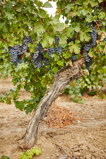 Foto enormes racimos de uvas colgantes en una plantación