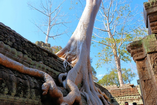 Enormes raíces de árboles de la selva en los templos de Camboya