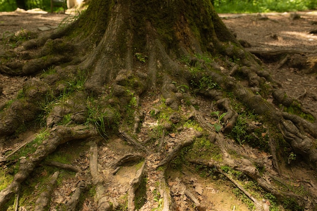 Enormes raíces de árboles en el suelo del bosque. Fotografía de cerca