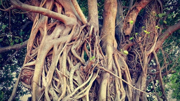 Enormes ramas de tronco de Banyan y raíces