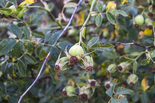 Enquanto a rosa mosqueta imatura ainda é verde