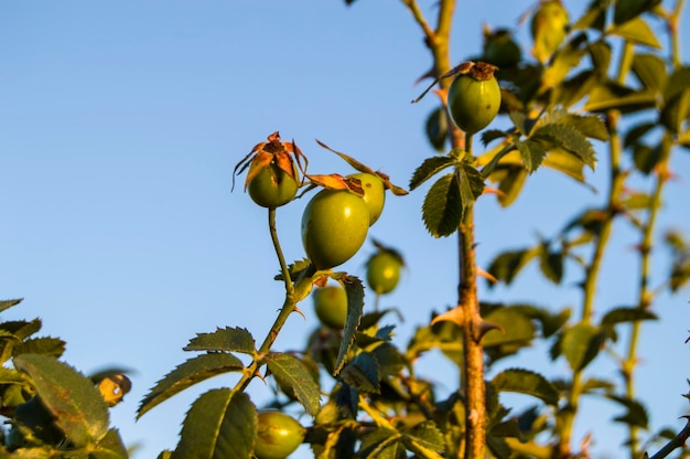 Enquanto a rosa mosqueta imatura ainda é verde