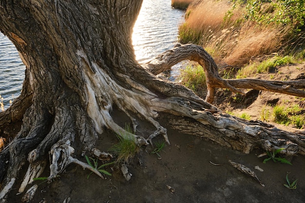 Enraíza a velha árvore morta em pé na margem do rio